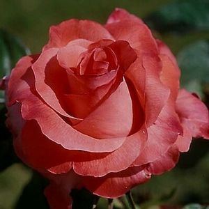 ROSE 'HYBRID TEA TOUCH OF CLASS'
