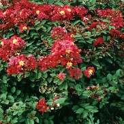 Lagerstroemia indica 'Tightwad'