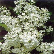 Syringa x oblata 'Betsy Ross'