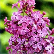 Syringa x chinensis 'Lilac Sunday'