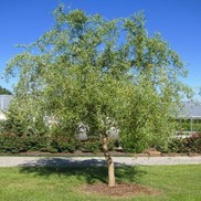 Salix x matsudana Dwarf 'Golden Idol'