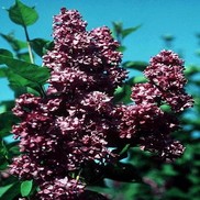 LILAC 'CHARLES JOLLY FRENCH'
