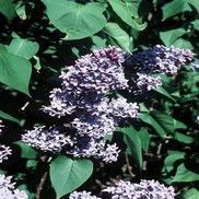 LILAC 'PRESIDENT LINCOLN'