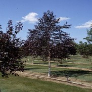 Betula populifolia x Whitespire 'Royal Frost'