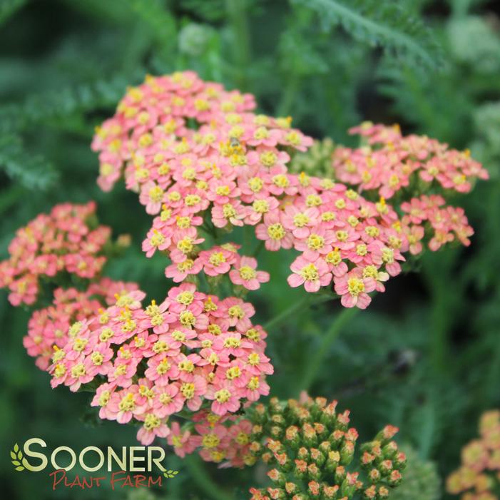 Achillea millefolium 'Summer Pastels'
