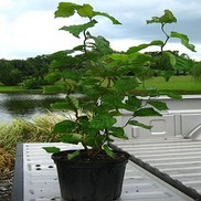 Corylus avellana 'Contorted Filbert'