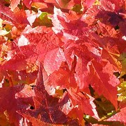 Acer rubrum 'Red Rocket'
