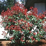 Photinia fraseri 'Fraser's Photinia'