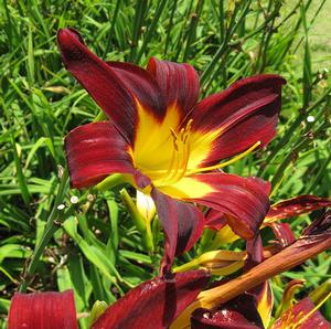 DAYLILY 'MNG TOY'
