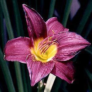 DAYLILY 'BARBARY CORSAIR'