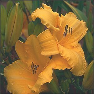 DAYLILY 'BIG BIRD'
