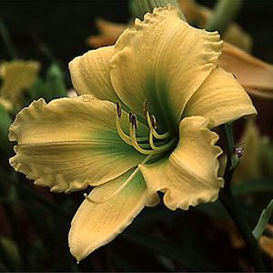 DAYLILY 'CAROLYN CRISWELL'