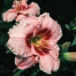 DAYLILY 'CHICAGO ARNIES CHOICE'