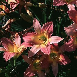 DAYLILY 'CHICAGO ORCHID'