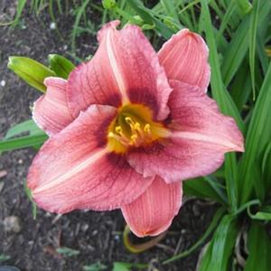 DAYLILY 'DARIUS'