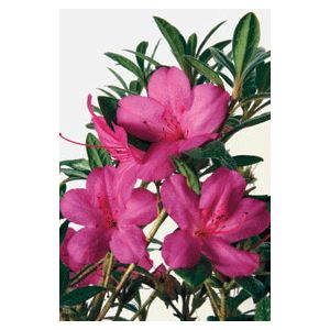 Azalea Rhododendron hybrid 'Conlee'