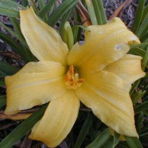 DAYLILY 'EENIE WEENIE'
