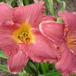 DAYLILY 'HAWAIIAN PARTY DRESS'