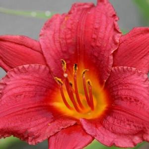 DAYLILY 'MINI MAUVE'