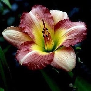 DAYLILY 'PREPPY PINK'