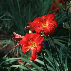 DAYLILY 'RED POLL'