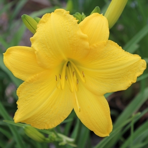 DAYLILY 'SCENTUAL SUNDANCE'