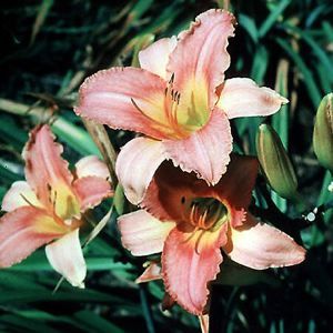 DAYLILY 'SIROCCO'