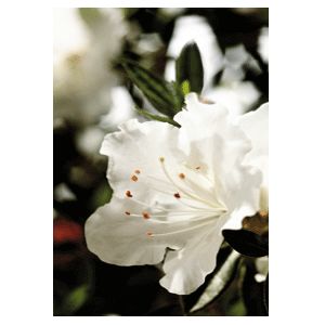 Azalea Rhododendron hybrid 'Robleg'