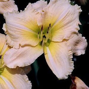 DAYLILY 'SOUNDS OF SILENCE'