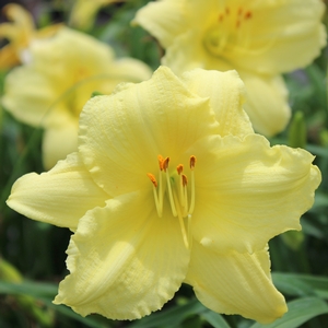 DAYLILY 'STELLA SUPREME'