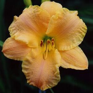 DAYLILY 'SUNNY HONEY'