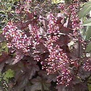 CORAL BELLS 'HARMONIC CONVERGENCE'