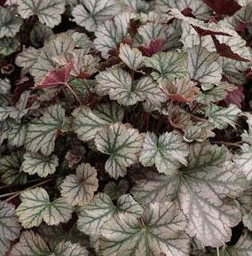 CORAL BELLS 'HARVEST BURGUNDY'