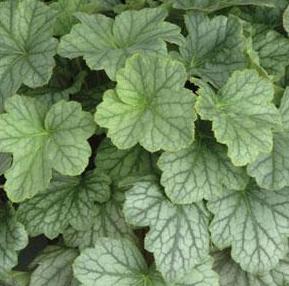 CORAL BELLS 'HARVEST SILVER'