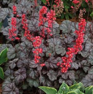 CORAL BELLS 'HOLLYWOOD'