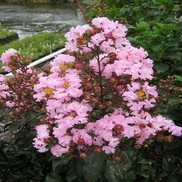 Lagerstroemia indica 'Rhapsody in Pink'