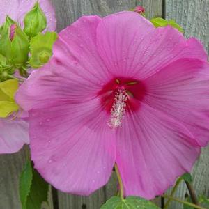 HARDY HIBISCUS 'GARDEN SHOP PINK'