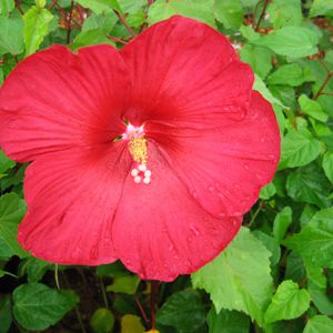 HARDY HIBISCUS 'RED FLARE'