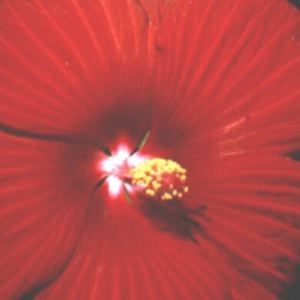 HARDY HIBISCUS 'RED RIVER'