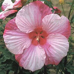 HARDY HIBISCUS 'TURN OF THE CENTURY'