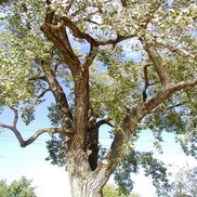 Populus deltoides 'Nor Easter'