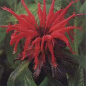 Monarda didyma 'Jacob Cline'