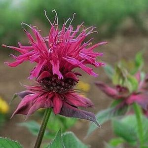 Monarda  'Raspberry Wine'