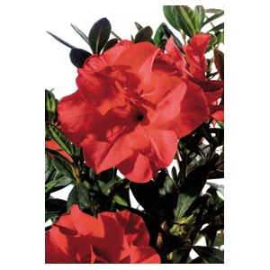 Azalea Rhododendron hybrid 'Conleb'