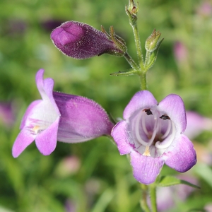 BEARDTONGUE 'PIKE'S PEAK PURPLE'