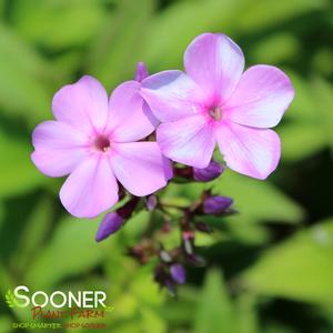 GARDEN PHLOX 'BLUE BOY'