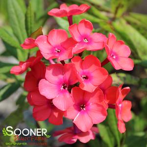GARDEN PHLOX 'ORANGE PERFECTION'