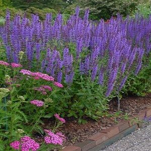 Salvia nemerosa 'Blue Hill'