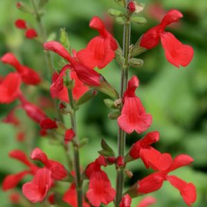 MEXICAN SAGE 'VERMILION BLUFFS'