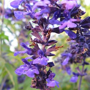 Salvia  'Indigo Spires'